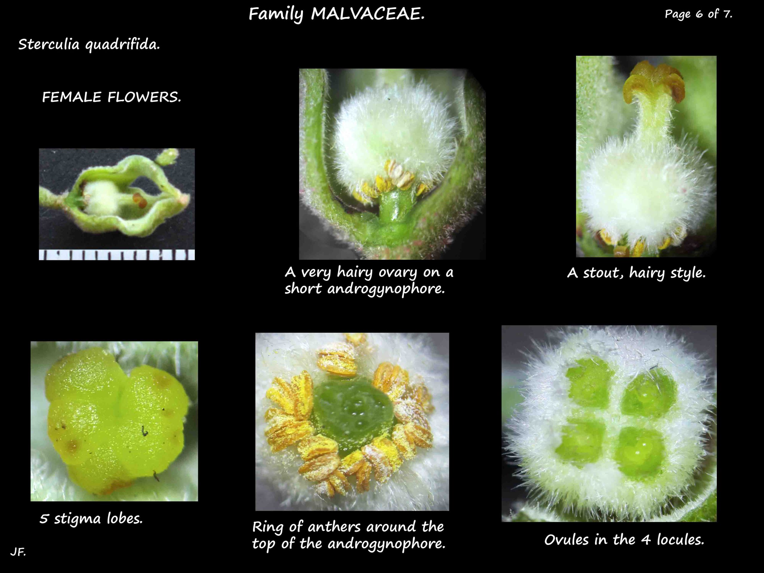 6 Female Sterculia quadrifida flower